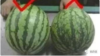 烟台本地吃瓜,本地特色瓜果盛宴