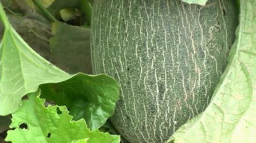 吃柠檬吃瓜,柠檬与西瓜的完美邂逅