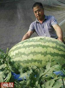 梦见和朋友吃大瓜,与好友共享的甜蜜时光