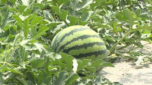 武陵县吃瓜视频,揭秘当地特色美食与风土人情