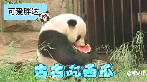 熊猫在线吃瓜,揭秘娱乐圈幕后风云