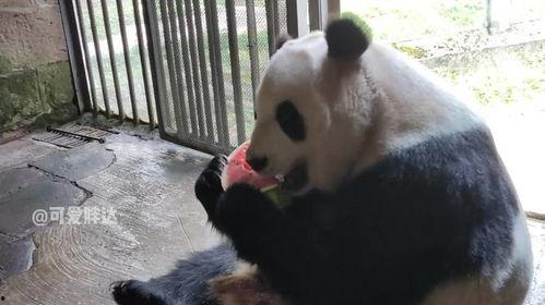 熊猫在线吃瓜,揭秘娱乐圈幕后风云