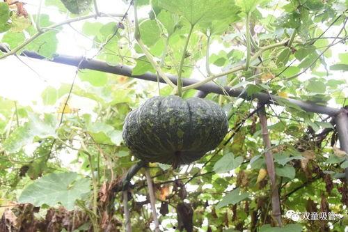 阳台山吃瓜