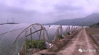 吃瓜群众上线寿光