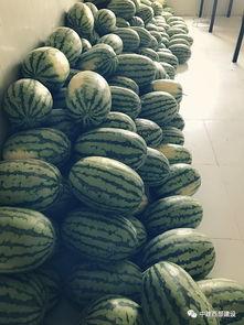 广西建设吃瓜,吃瓜文化新风尚，品味生活新体验”