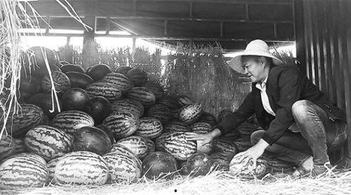 青岛即墨吃瓜群众事件,网络舆论的风暴与反思