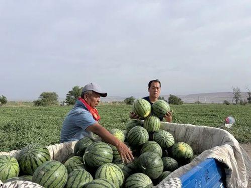 沧州运河区吃瓜,瓜果飘香，品味生活
