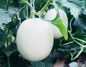 白色玉瓜怎么吃,解锁美味新体验