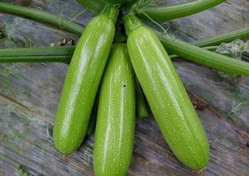 白色玉瓜怎么吃,解锁美味新体验