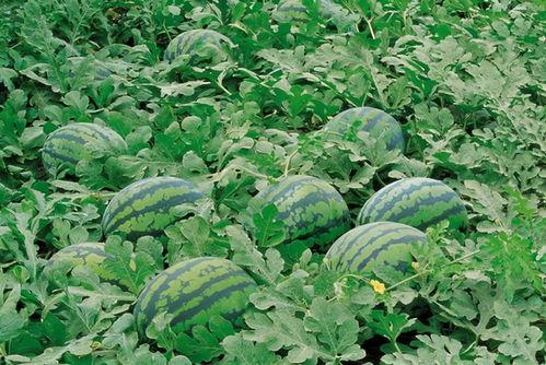 吃瓜植入病毒图片,揭秘病毒图片植入背后的真相