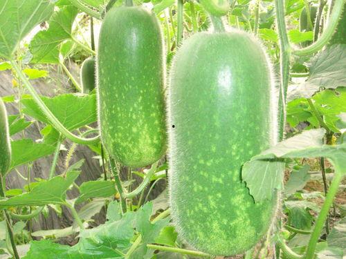 445吃瓜,揭秘娱乐圈背后的那些事儿