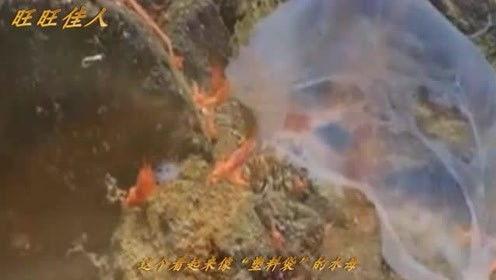 吃鸡大神瓜,揭秘游戏背后的传奇人生