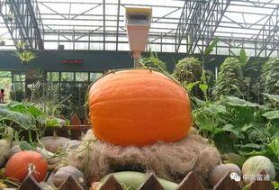 马职吃瓜,揭秘娱乐圈背后的那些事儿