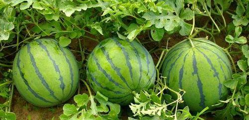 吃瓜20级专属礼物,揭秘吃瓜20级专属神秘礼物