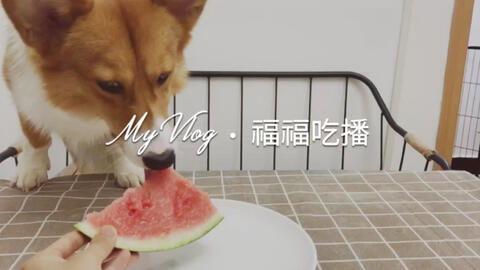 吃瓜柯基事件,网络狂欢背后的争议与反思