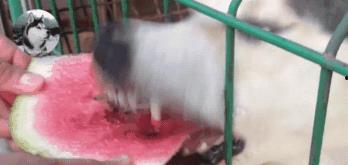 吃瓜柯基事件,网络狂欢背后的争议与反思