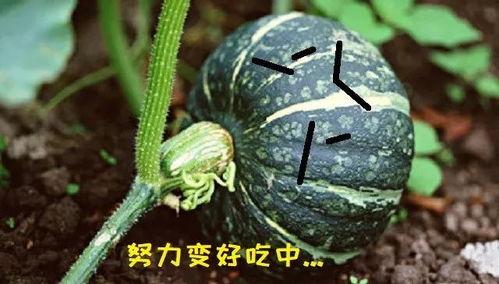 吃贝贝瓜会胖不,美味与健康的完美平衡，吃贝贝瓜真的会胖吗？”